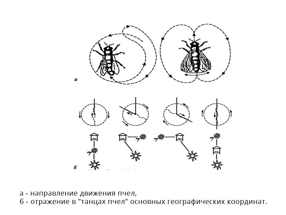 На рисунке изображен способ образования разных групп медоносных пчел в улье какие