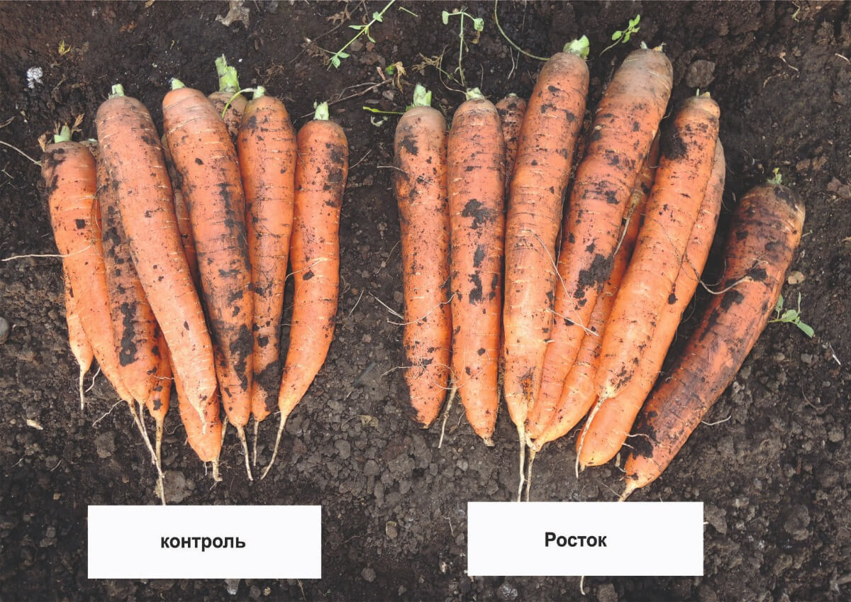 Влияние гуминового препарата РОСТОК на морковь