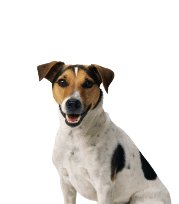 Ветеринарная клиника