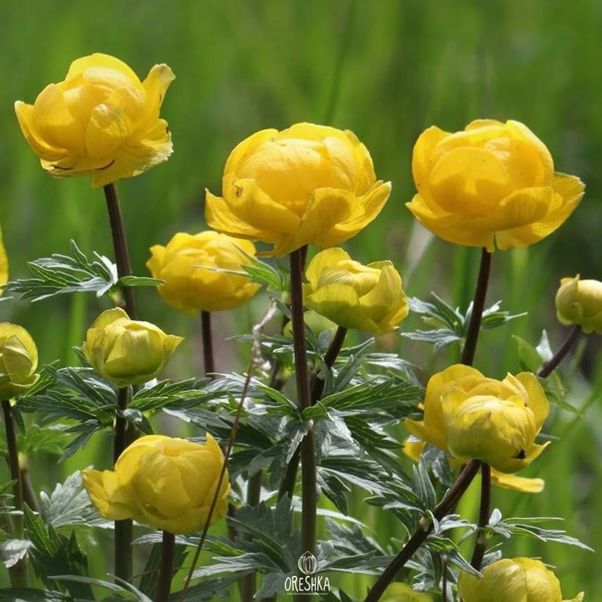 Seeds of globeflower (Trollius europaeus) — 15 pcs