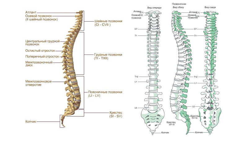 Отделы позвоночника человека схема