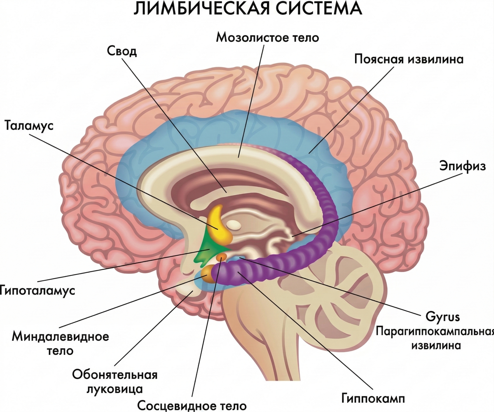 Схема лимбической системы мозга и влияние эфирных масел на эмоции