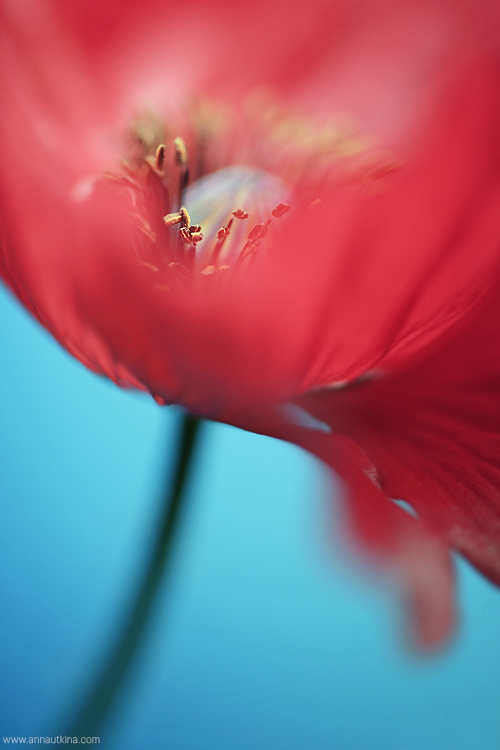 macro, macro flower, macro art, anna utkina, photography, macrophotograpy, floral art, макро, макрофотография, анна уткина