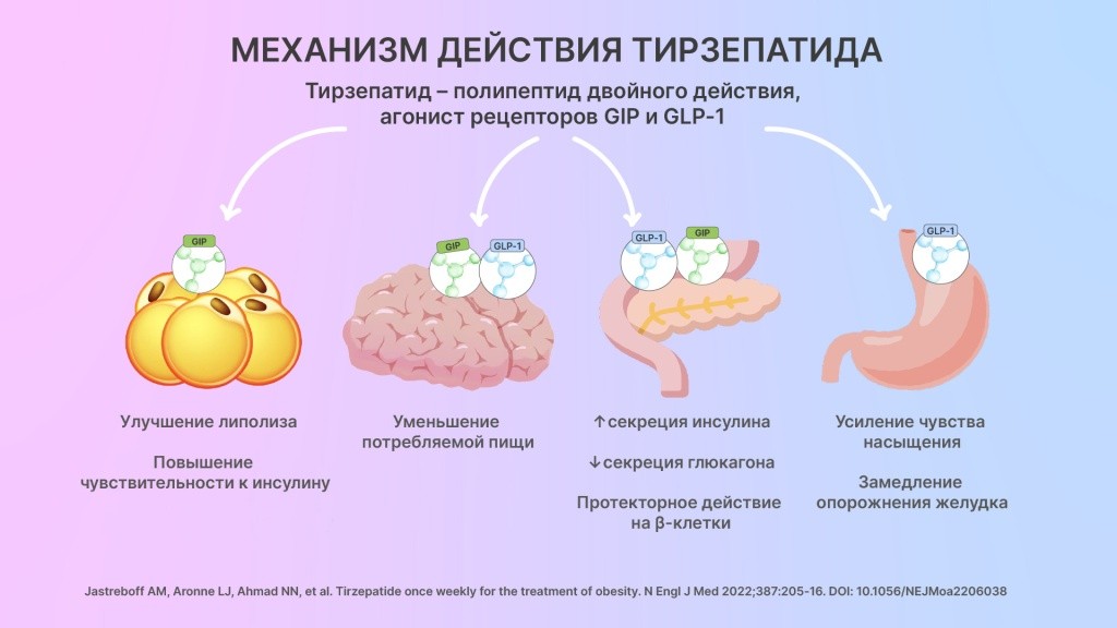 Механизм действия тирзепатида: агонист рецепторов ГИП и ГПП-1