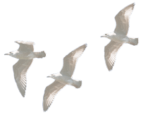 Отдых снять номер в Стрелковом