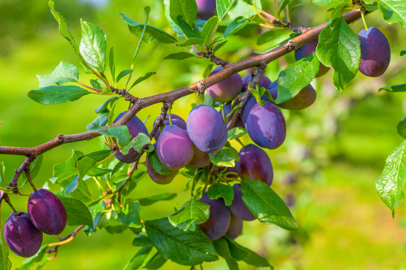 Слива по вкусу какая. Слива домашняя (Prunus domestica l.). Алыча ягода. Слива Окская.