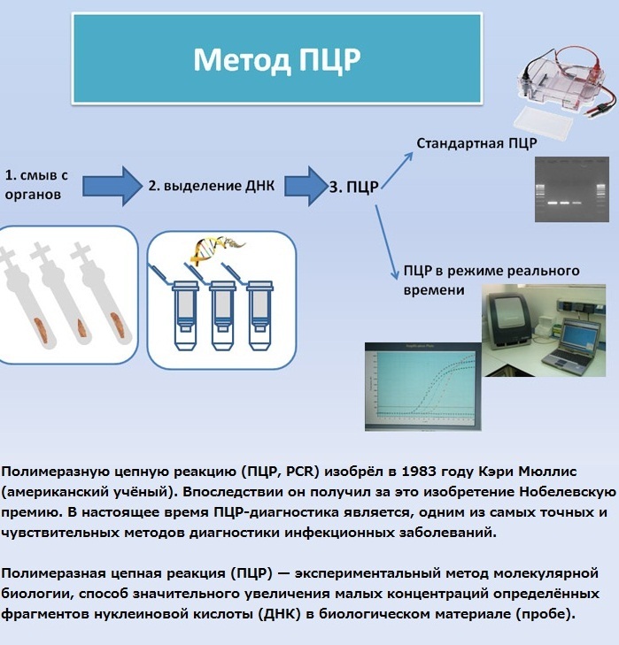 Метод ПЦР