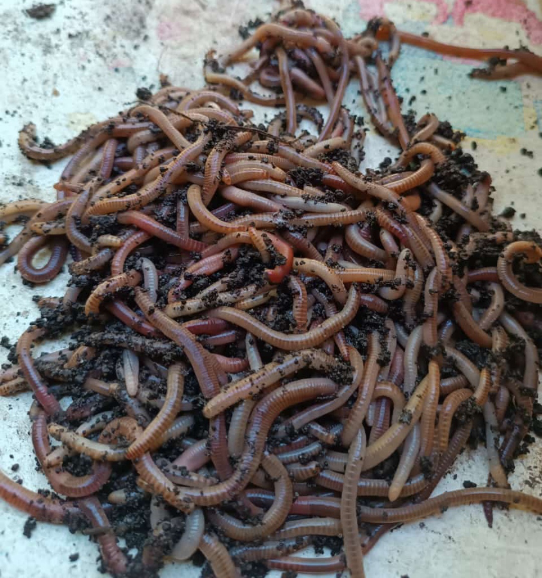 Черви дендробена венета