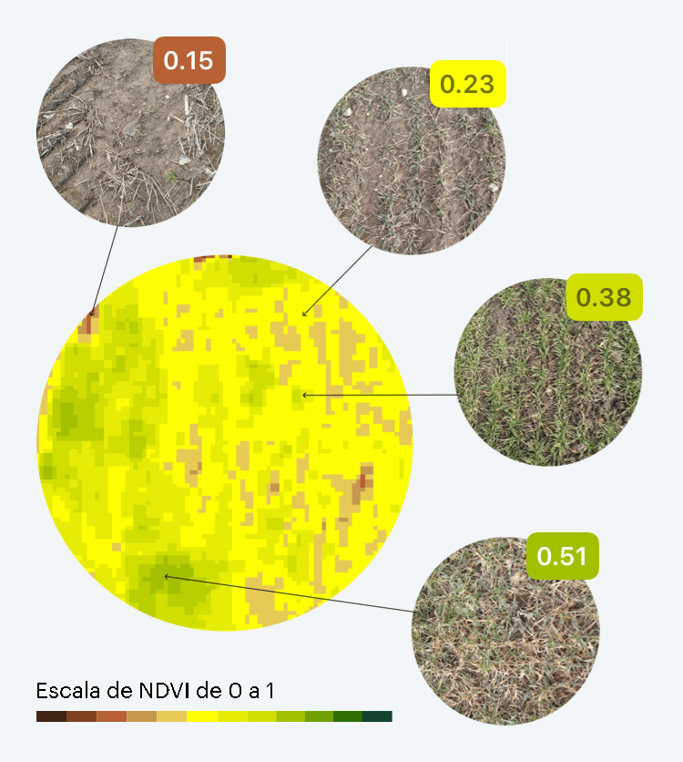 Ndvi