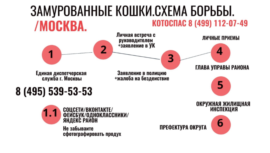 Кошки в подвале многоквартирного дома куда обращаться