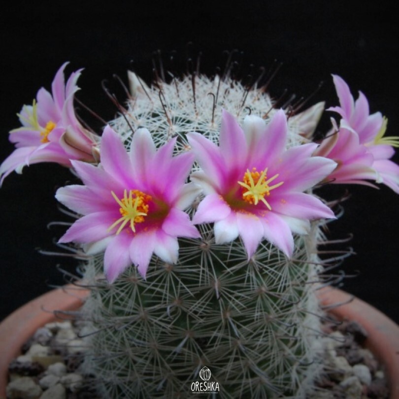 Seeds of Cactus Mammillaria grahamii f. oliviae SB 371 (Mammillaria grahamii f. oliviae SB 371) — 10 pcs