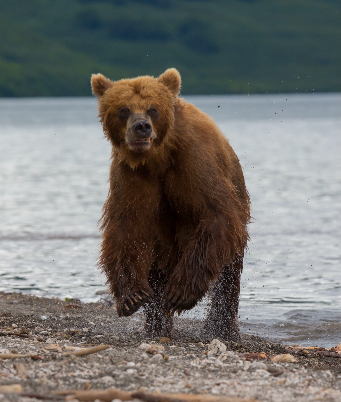 Описание фотографии камчатский бурый медведь. Бурый медведь Камчатки. Камчатский бурый медведь. Камчатский бурый. Бурый медведь Камчатский медведь.