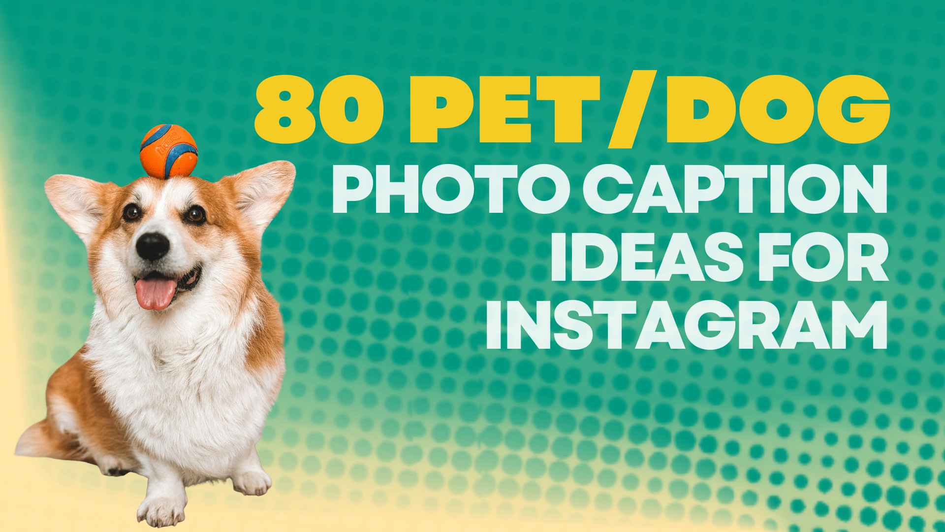 Pet  Dog Photo Caption Ideas for Instagram