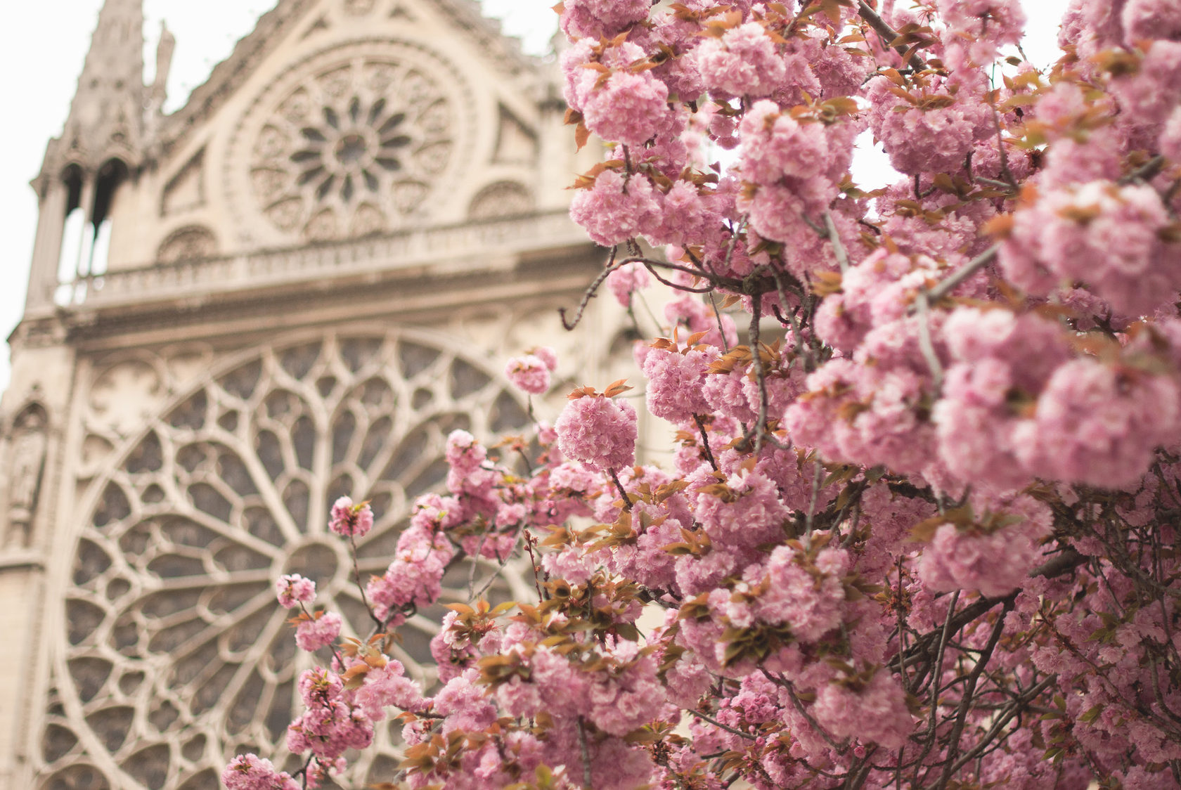 Цветение Сакуры в Париже