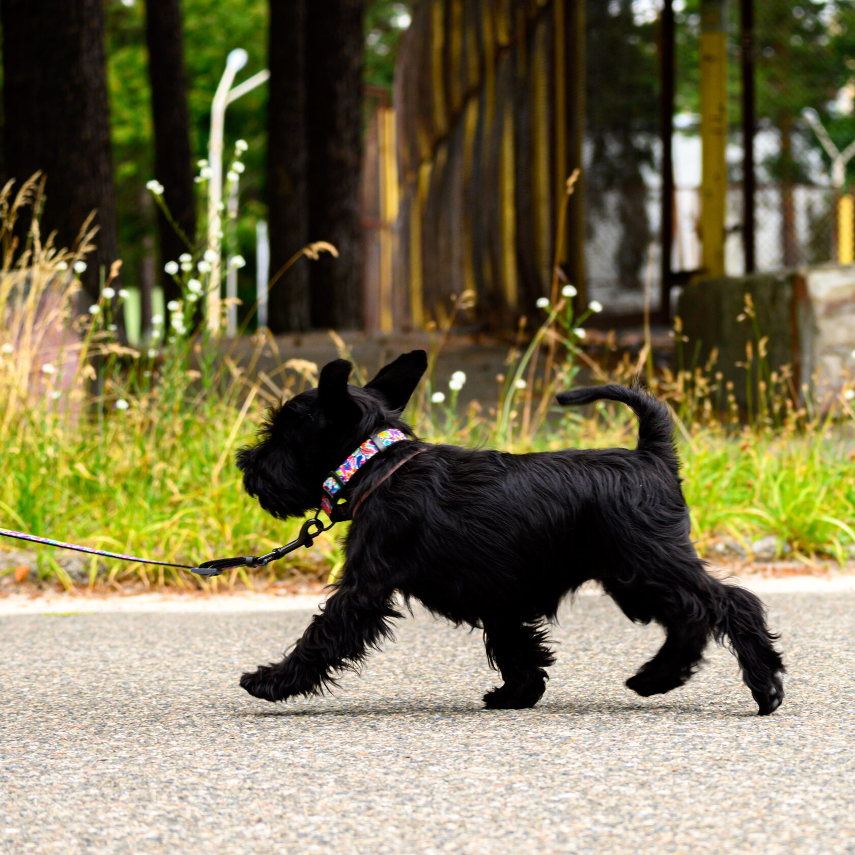 активність фізичне навантаження собака цуценя цвергшнауцер шнауцер прогулянки вправи