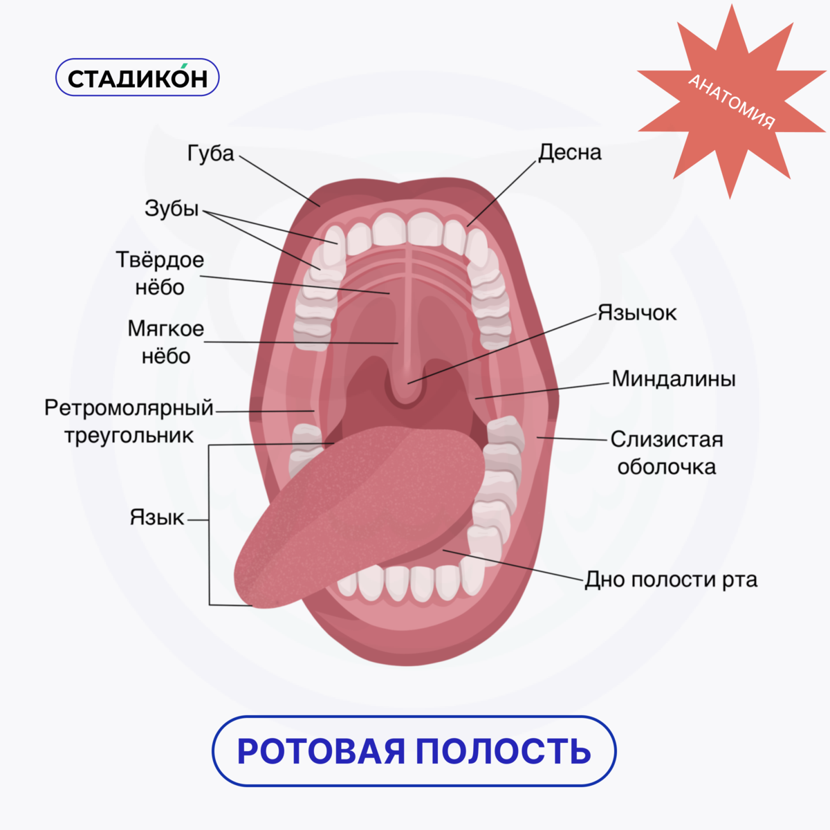 2 в 1 рот