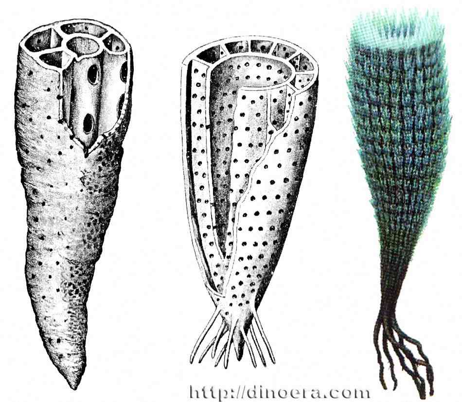 Древние организмы. Археоциаты кембрия. Археоциаты протерозой. Археоциаты палеозойской эры. Тип археоциаты Archaeocyathi.