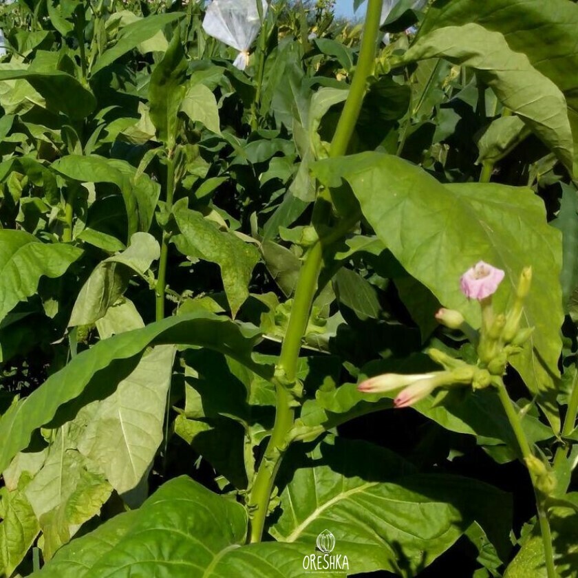 Seeds of Tobacco Samsun (Nicotiana tabacum) — 300 pcs