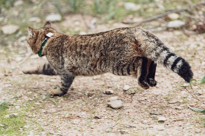 «Кошка-лиса» с французского острова Корсика Источник: OFB / Martin Boone