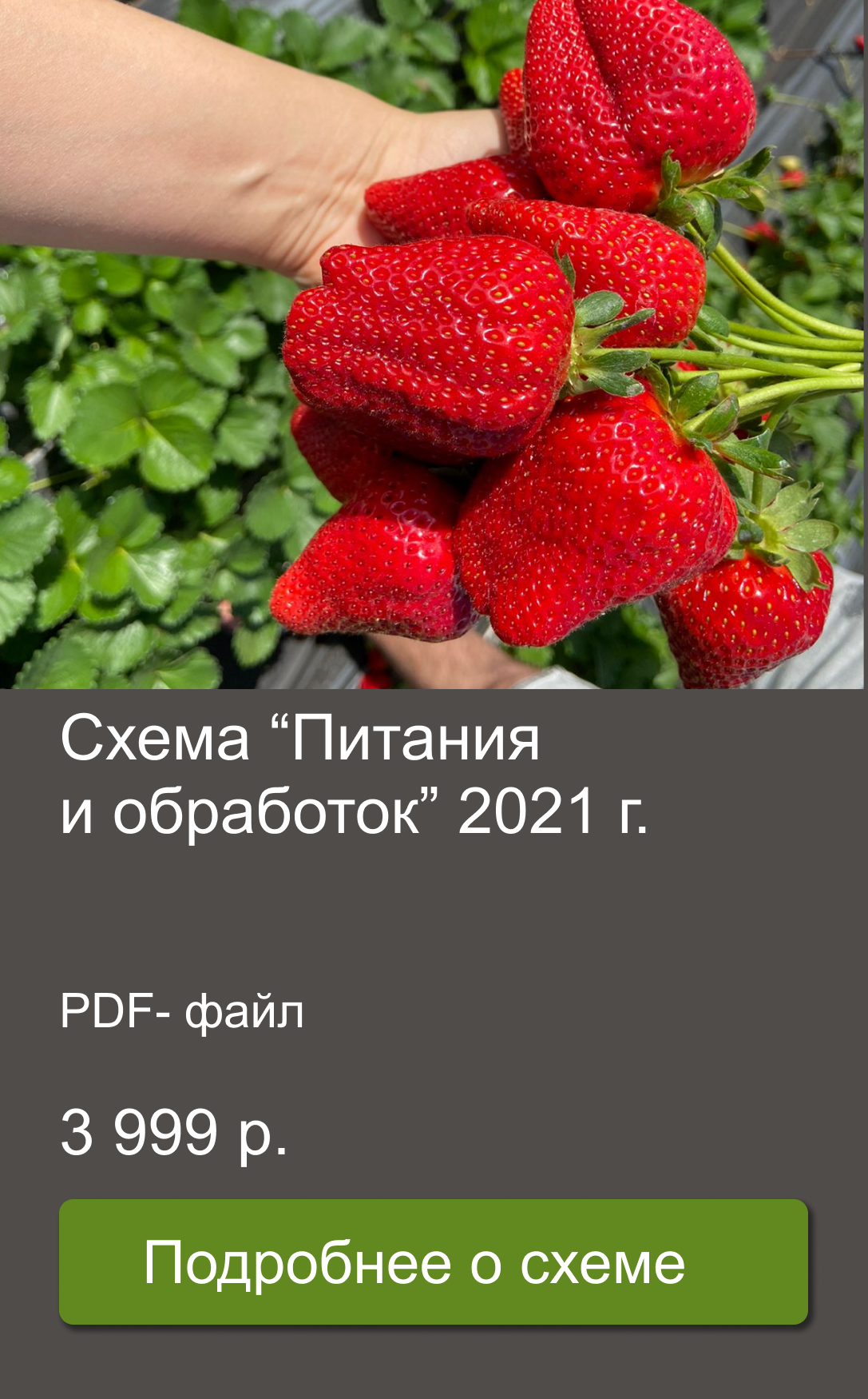 Курс по выращиванию клубники от Алексея Кулика