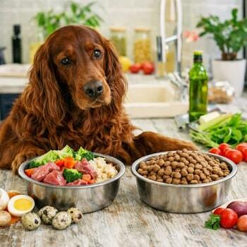Собака выбирает между натуральным питанием и сухим кормом - мясо, овощи и каша для правильного питания собак