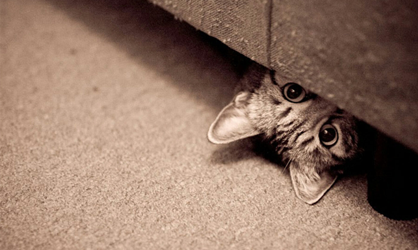 Кошка под диваном