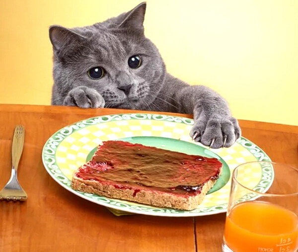 Why do cats steal our food?