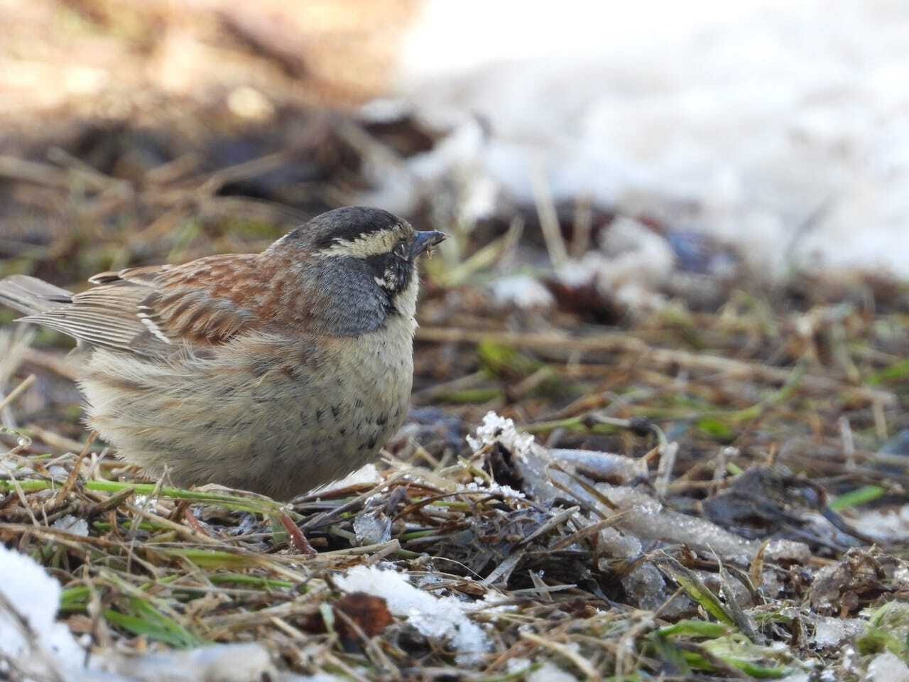 Птицы Байкальского заповедника