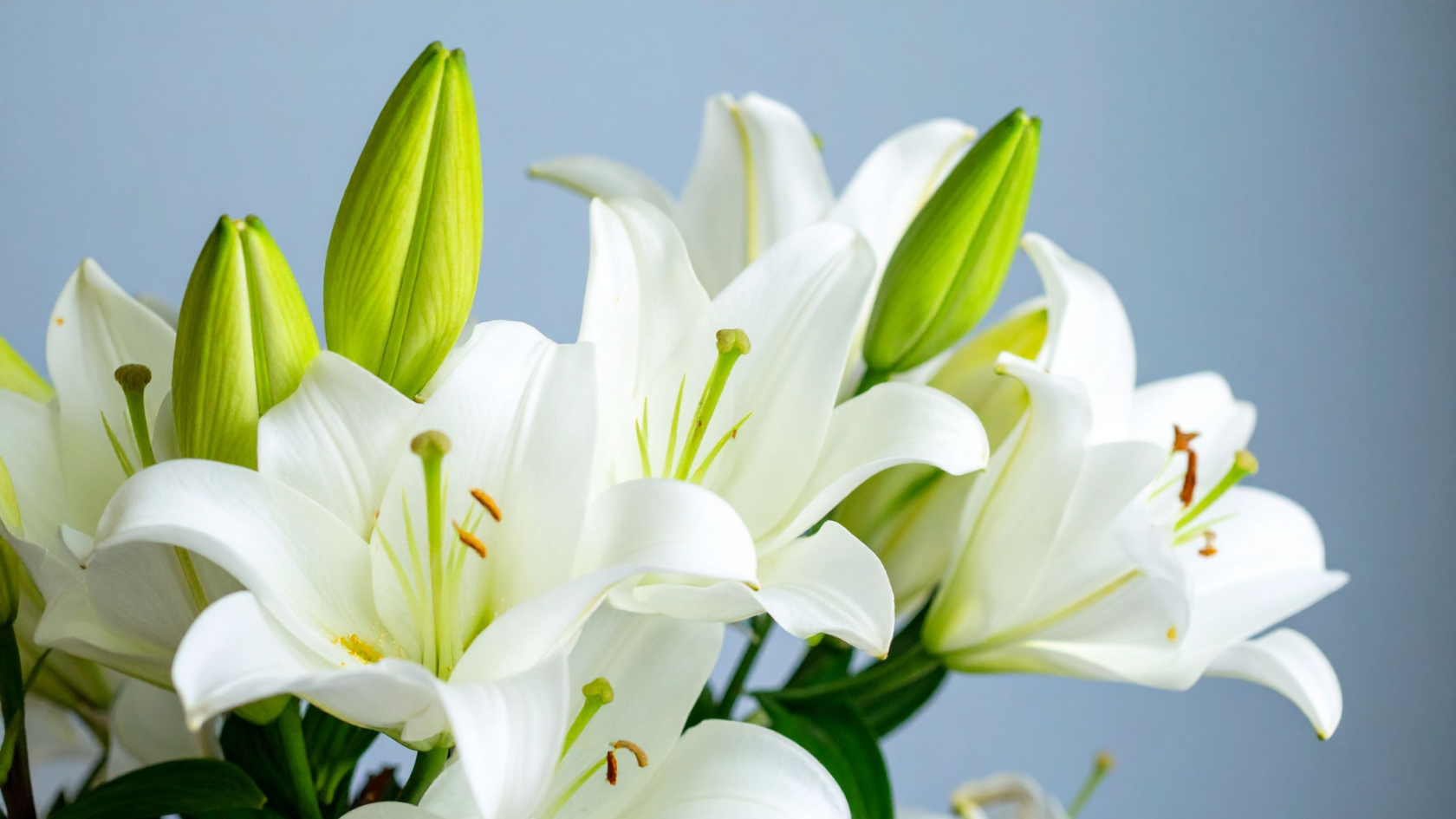 Италия. Лилия