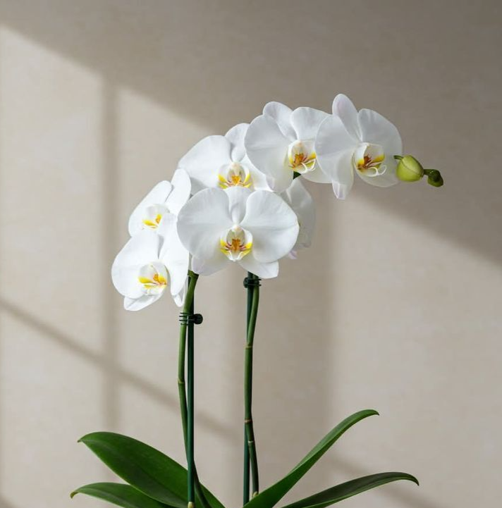 Green indoor plant in pot