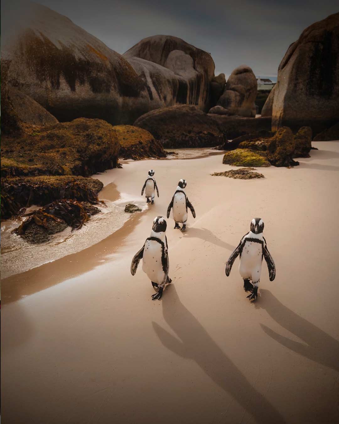Африканские пингвины на пляже
