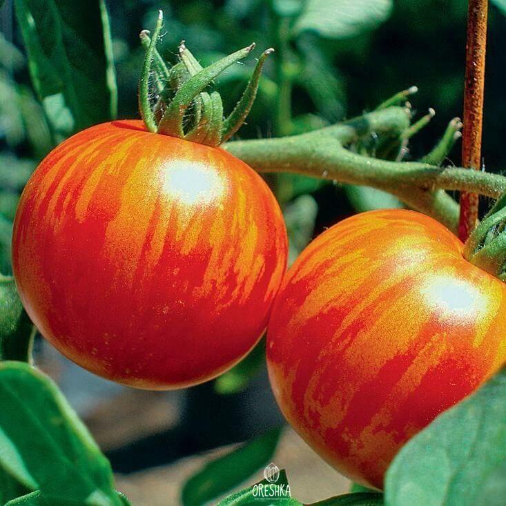 Seeds of Tiger cub tomato (solanum lycopersicum) — 10 pcs