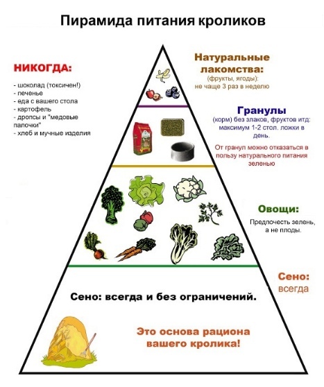Памятка по уходу за кроликом-питомцем, изображение №8