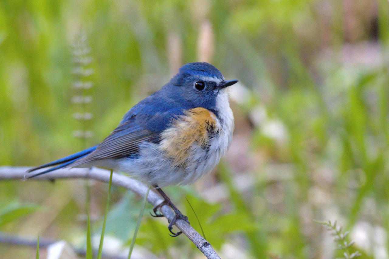 Птицы Байкальского заповедника