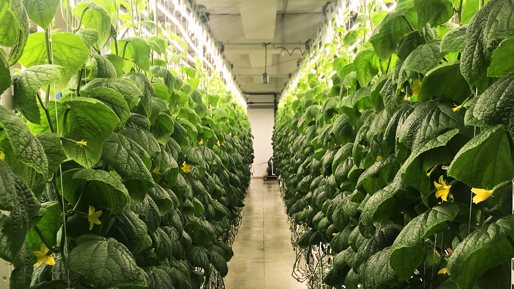 Hydroponic System to Grow Cucumbers with iFarm Technology