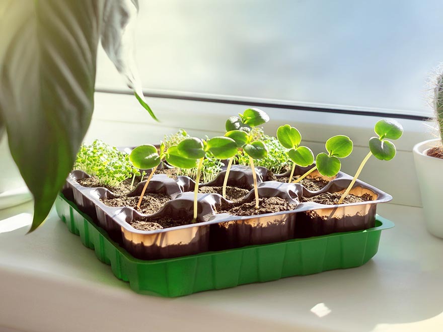 Seedlings in a green tray on a windowsill, showcasing healthy growth and soil, relevant to seed starting and gardening tips.