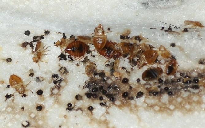 Сильное заражение клопами