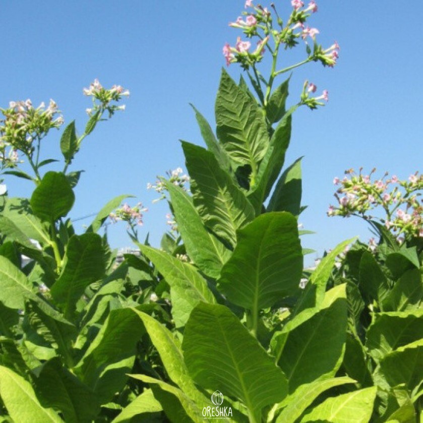 Tobacco Agrotechnics Guide — Oreshka Seeds