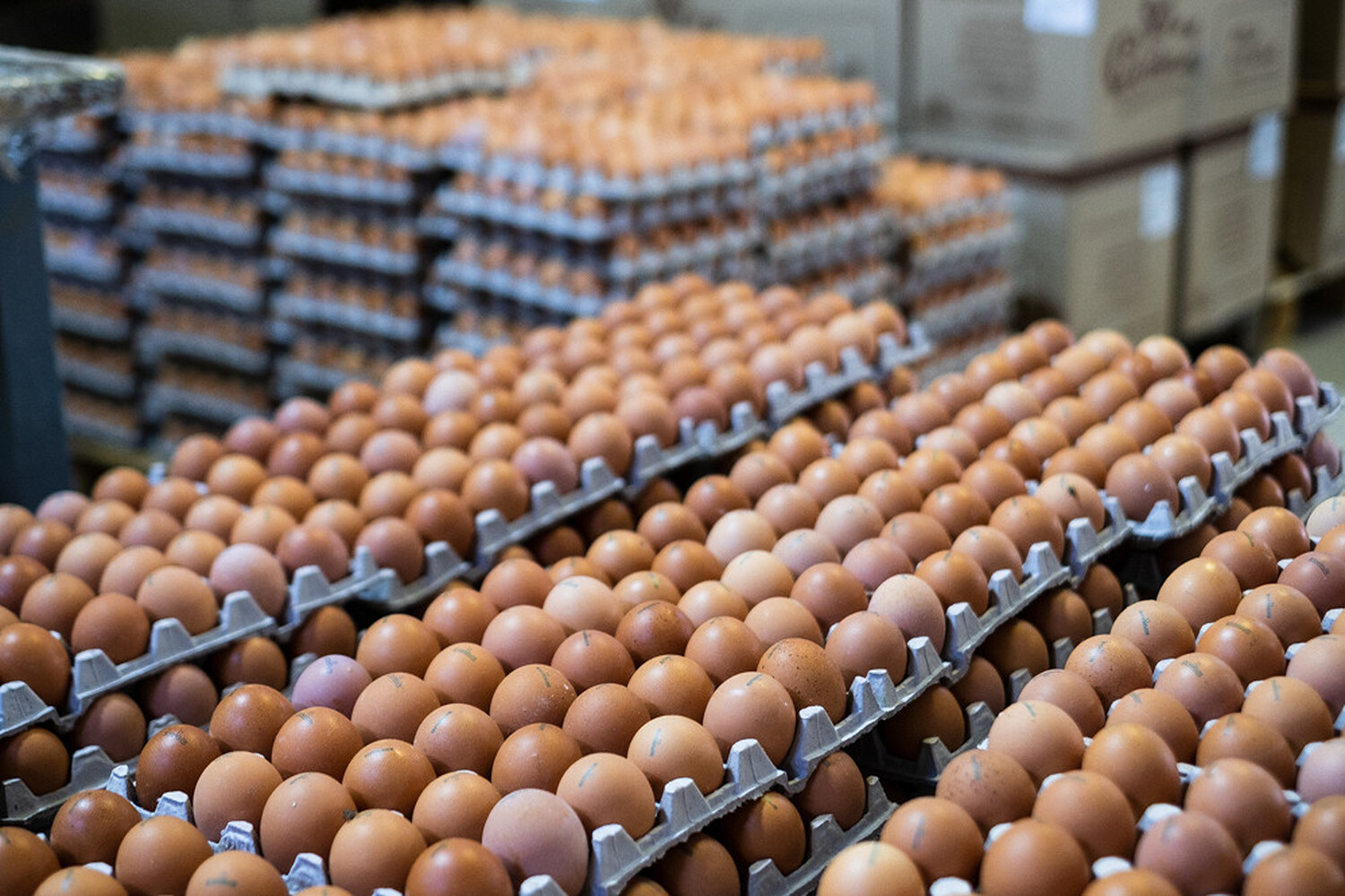 Яйцо куриное производитель. Птицефабрика яйца. Производство яиц. Куриные яйца птицефабрика. Фабрика яиц.