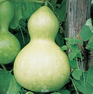 Seeds of Pumpkin dec. giant bottle (Cucurbita) — 5 pcs