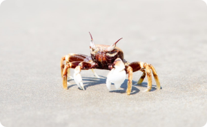 Аминосорб – сорбент природного происхождения