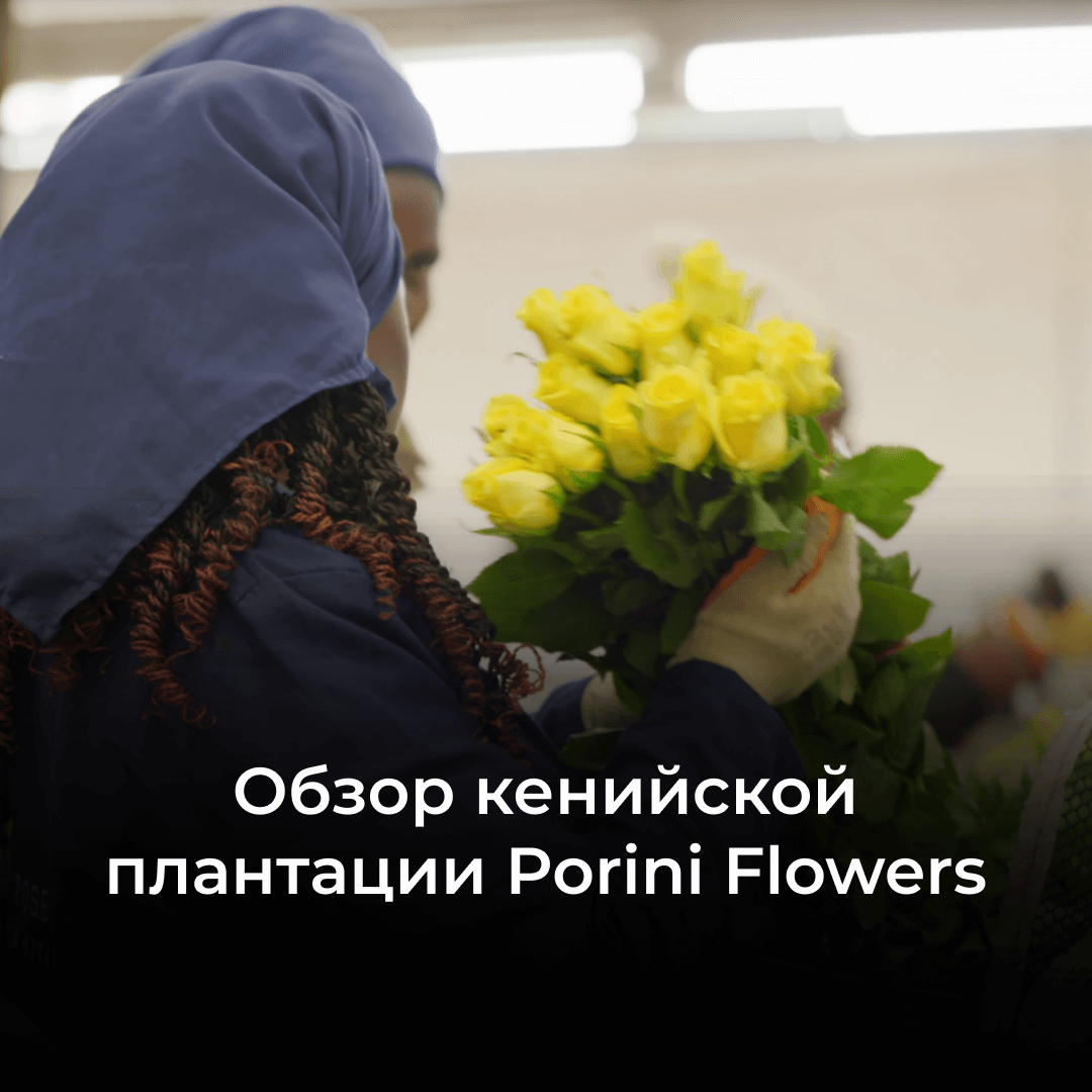 Porini Flowers: обзор плантации, производящей розы с бутонами 7-8 см