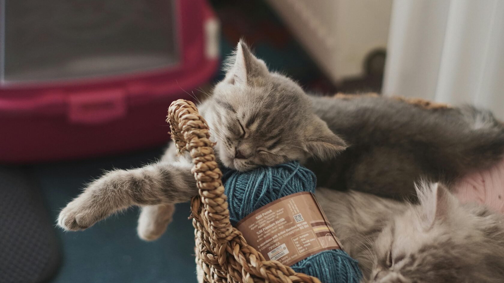 котенок лежит