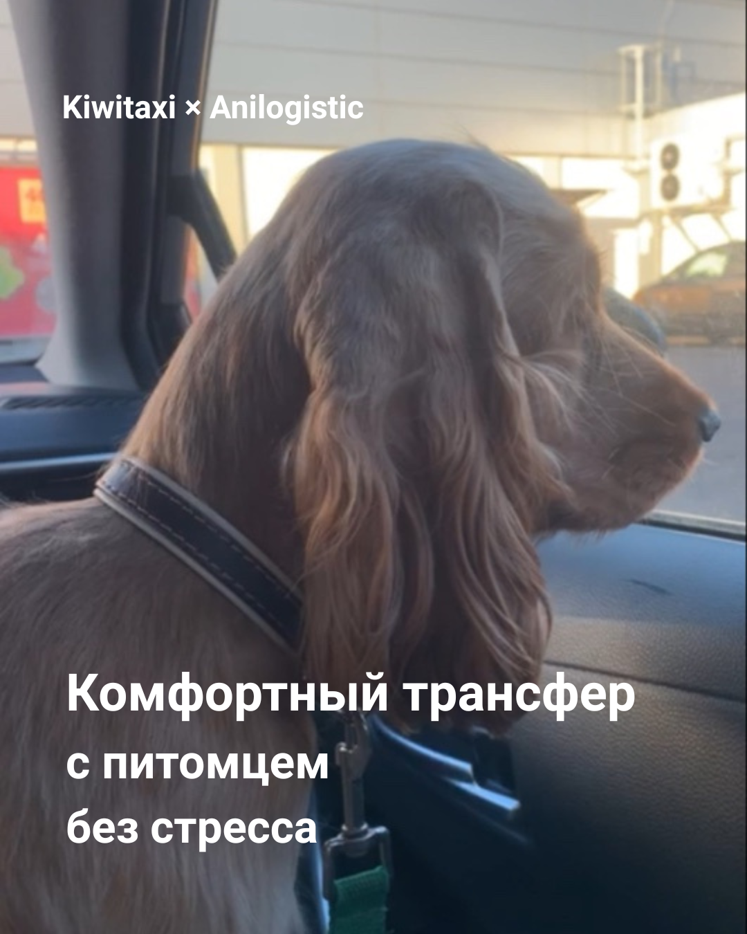 комфортный трансфер с Kiwitaxi