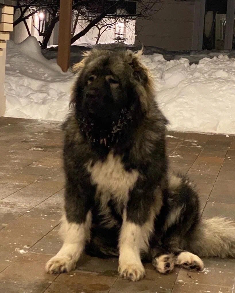 Добрые сторожевые собаки. Собака породистая в комнате. Дудусик дог. Московская овчарка. Дудусик дог.