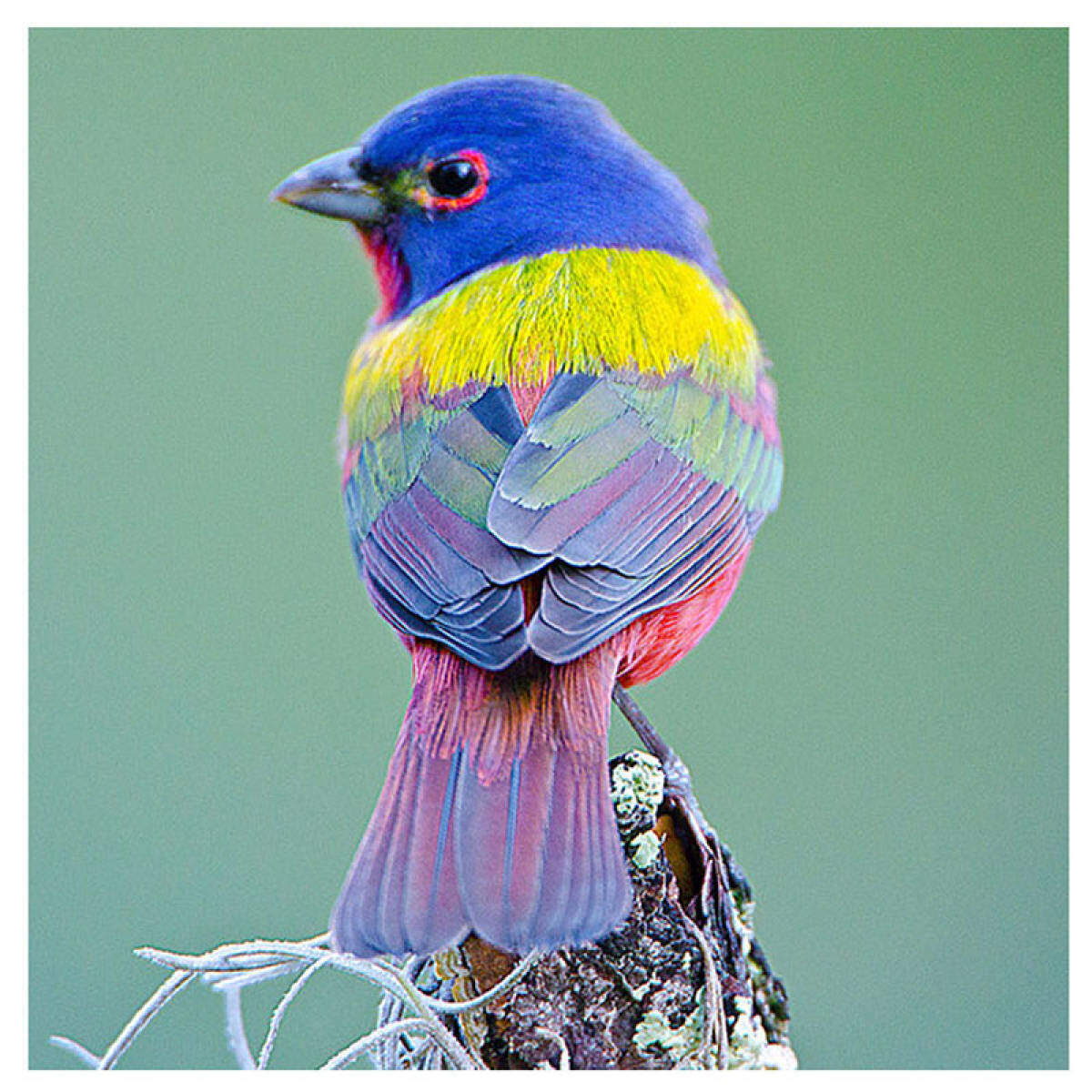 Разные птицы. Птица аметистовый скворец. Канарейка породы глостер. Разноцветные птички. Красивые разноцветные птицы.