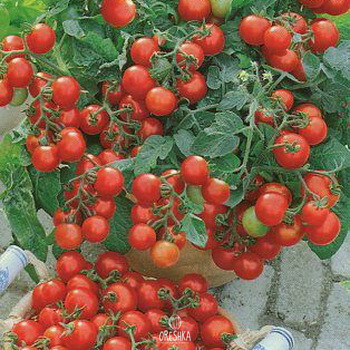 Seeds of Tomato balcony miracle (solanum lycopersicum) — 10 pcs