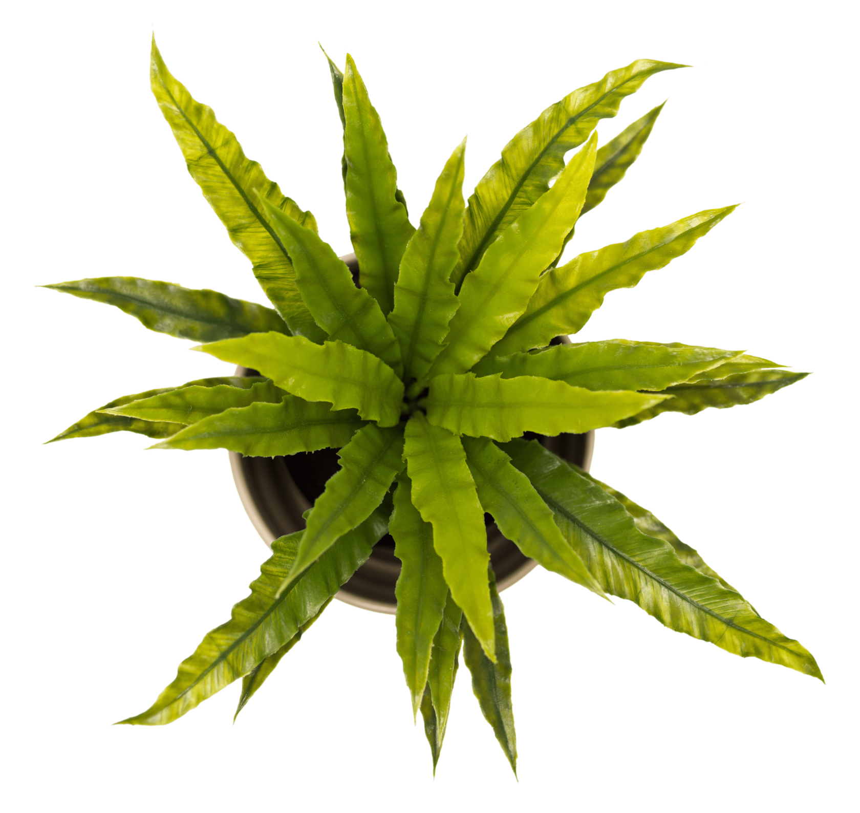 Комнатные и Уличные Растения с Доставкой по Новокузнецку | Зеленстрой