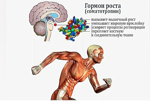 Гормон роста (соматотропин) в основном вырабатывается во время сна, но также его естественную выработку стимулируют занятия йогой и медитациями