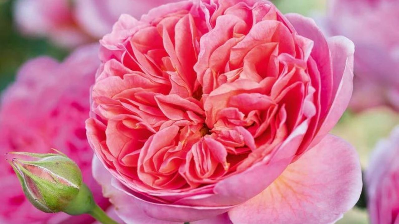 Journey into the captivating world of David Austin's Garden Roses in Kenya, and discover the secrets behind the perfect bloom and the romance it brings to every celebration.